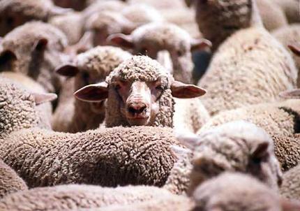 sheep_wideweb__430x302